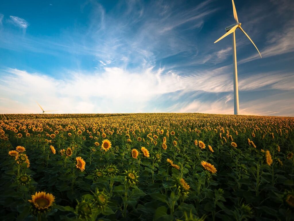 A imagem mostra um campo de girassóis ao por do sol